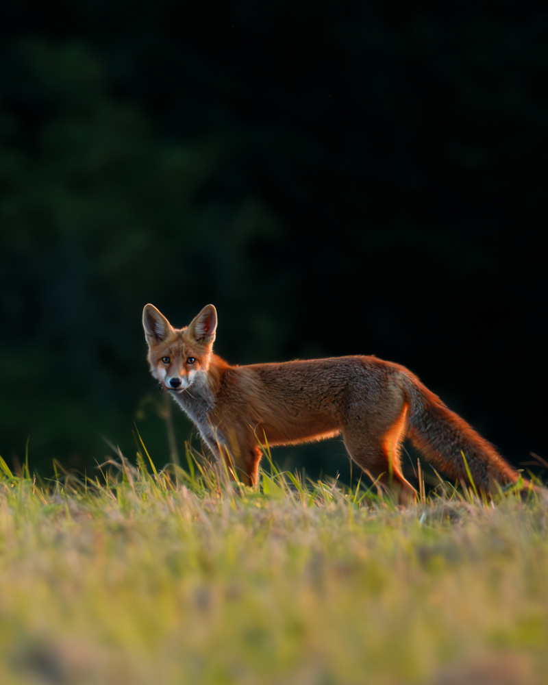 Młody lisek wieczorem