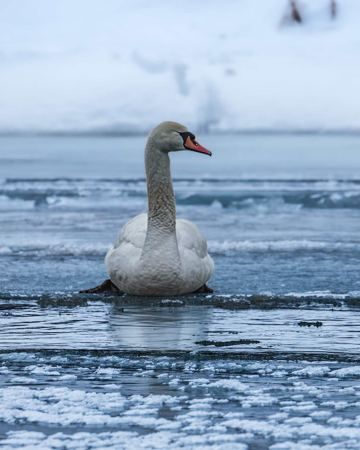 Łabędź na lodzie