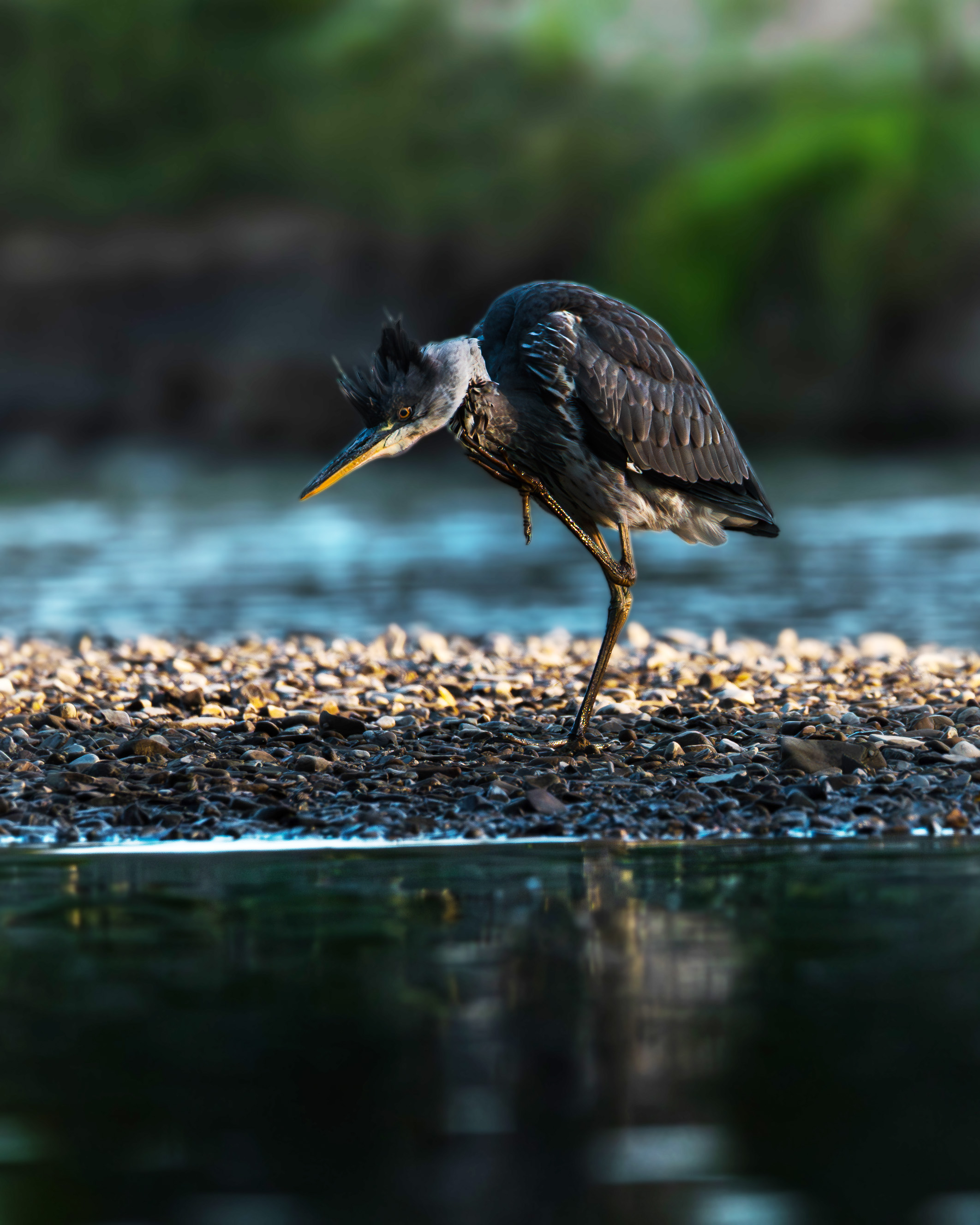 Czapla Siwa - ujęcie na brzegu rzeki