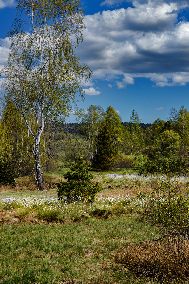 bieszczady-torfowisko tarnawa 