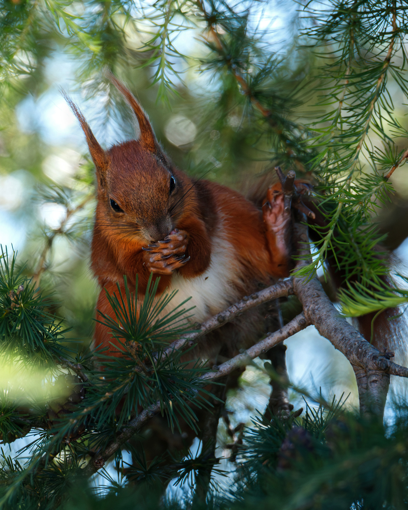 Wiewiórka na modrzewiu