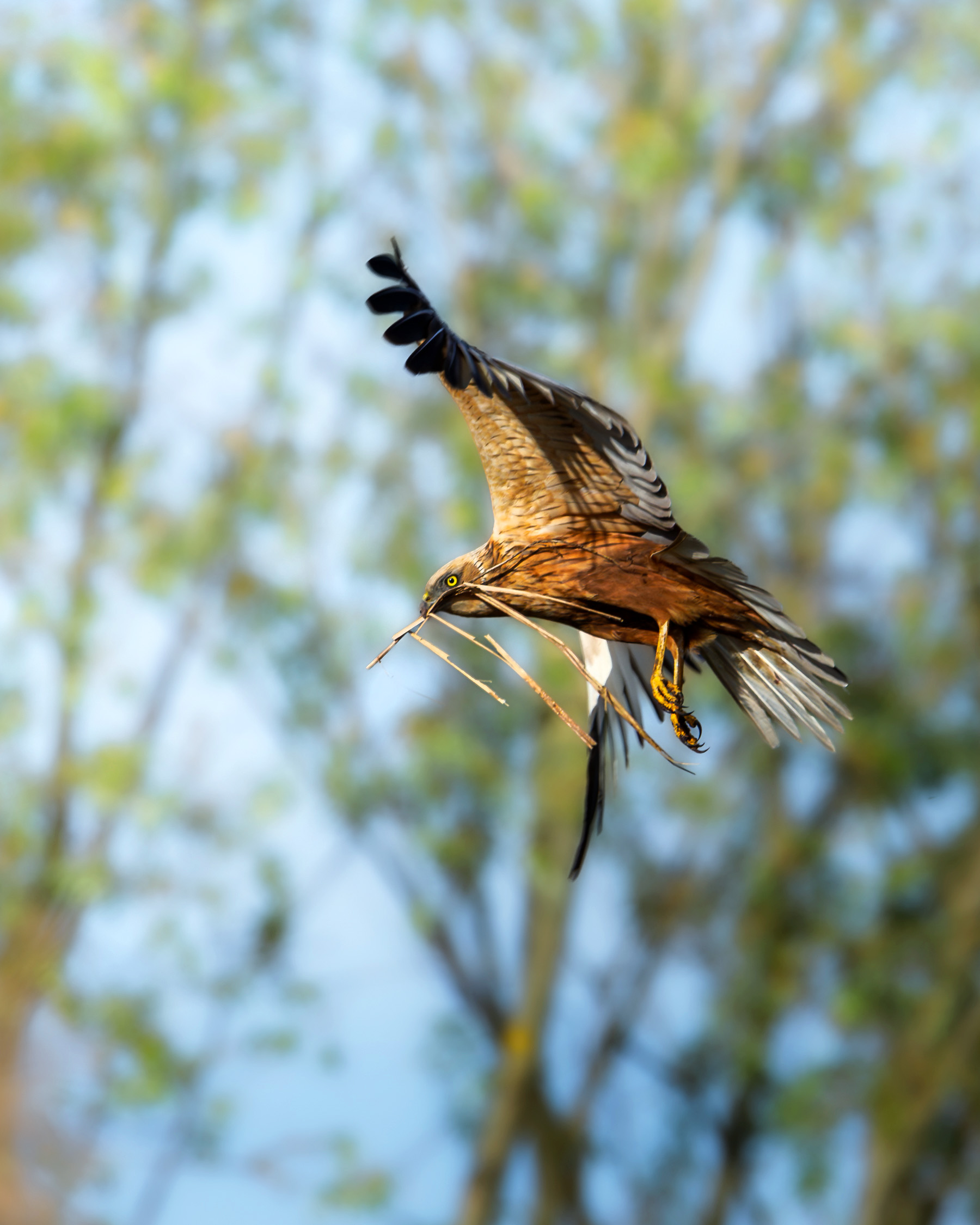 błotniak stawowy w locie