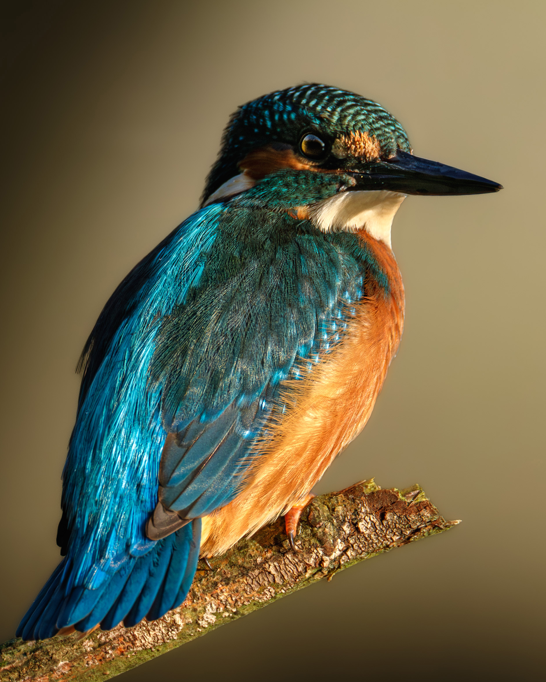 Zimorodek na gałęźi