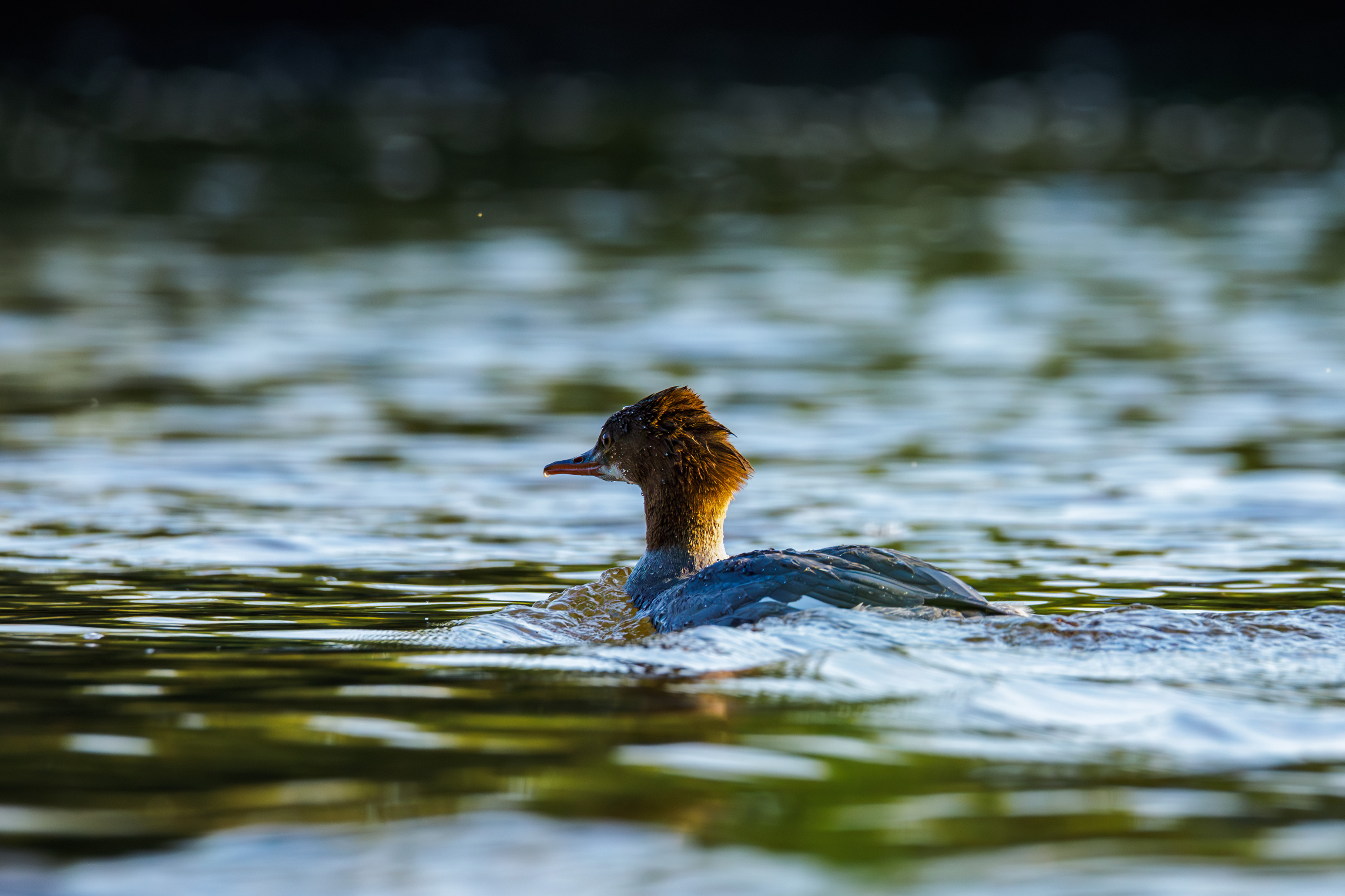 Nurogęś pływająca po jeziorze - fotografia przyrody