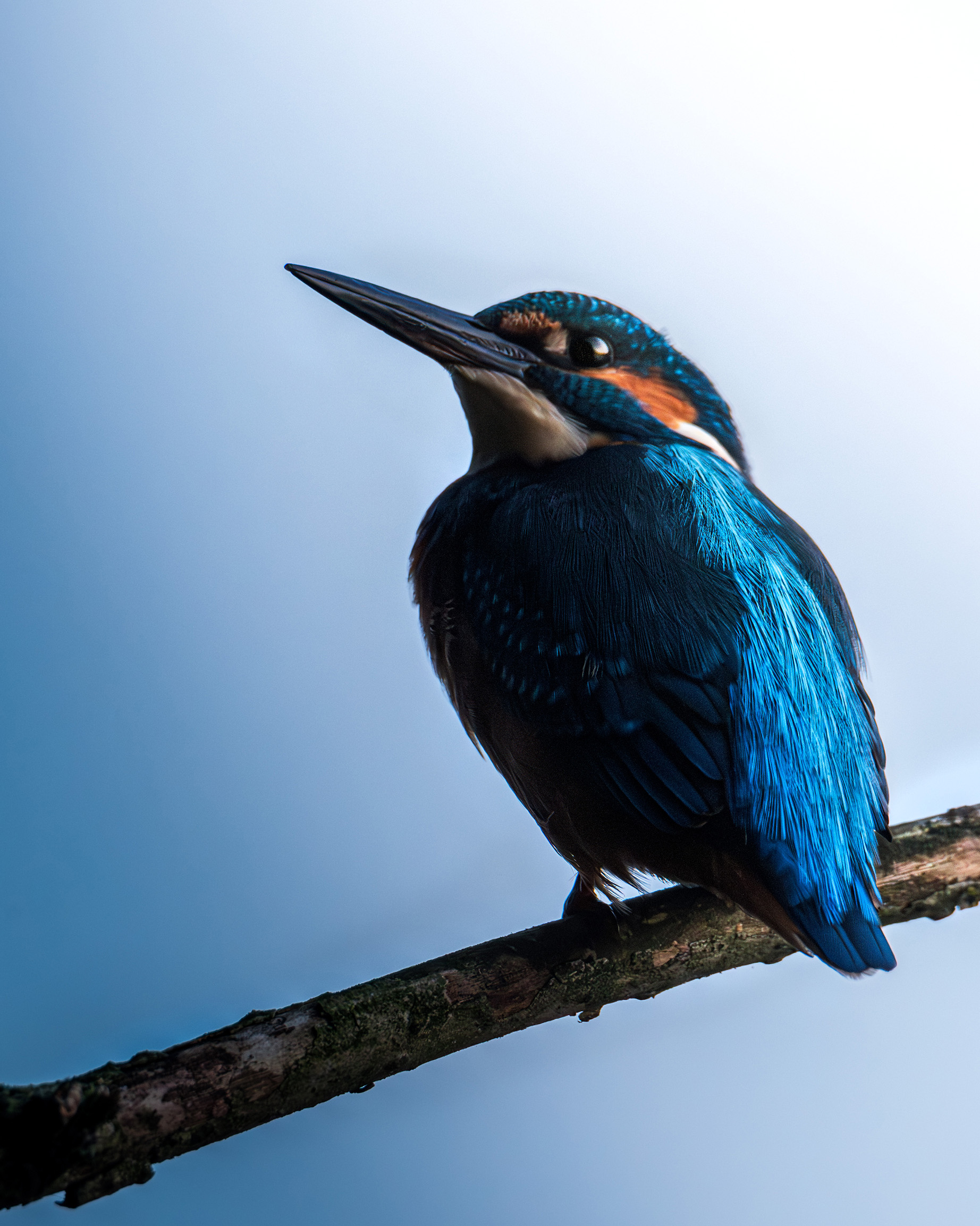 Zimorodek na niebiesko