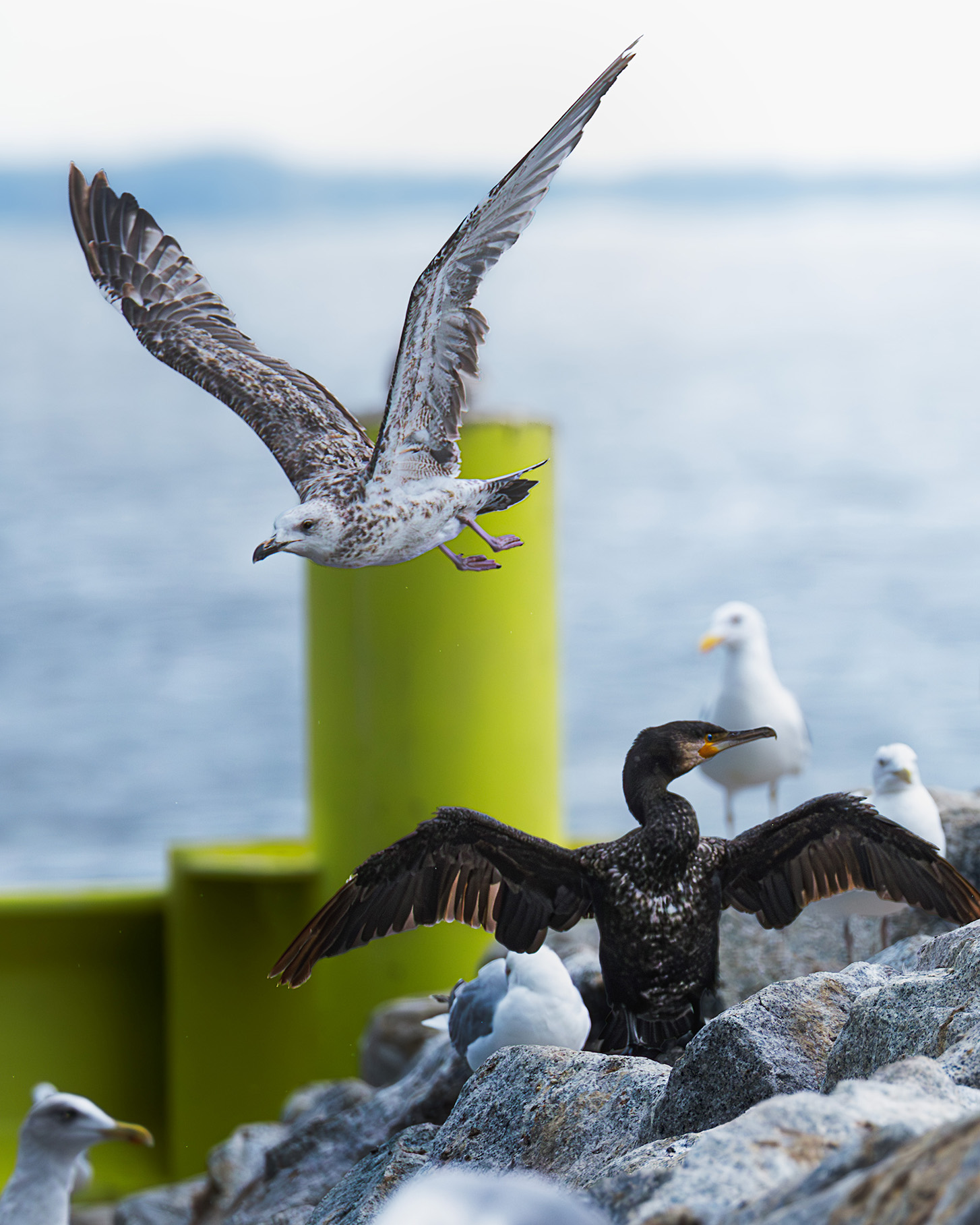mewa w locie i kormoran suszący pióra