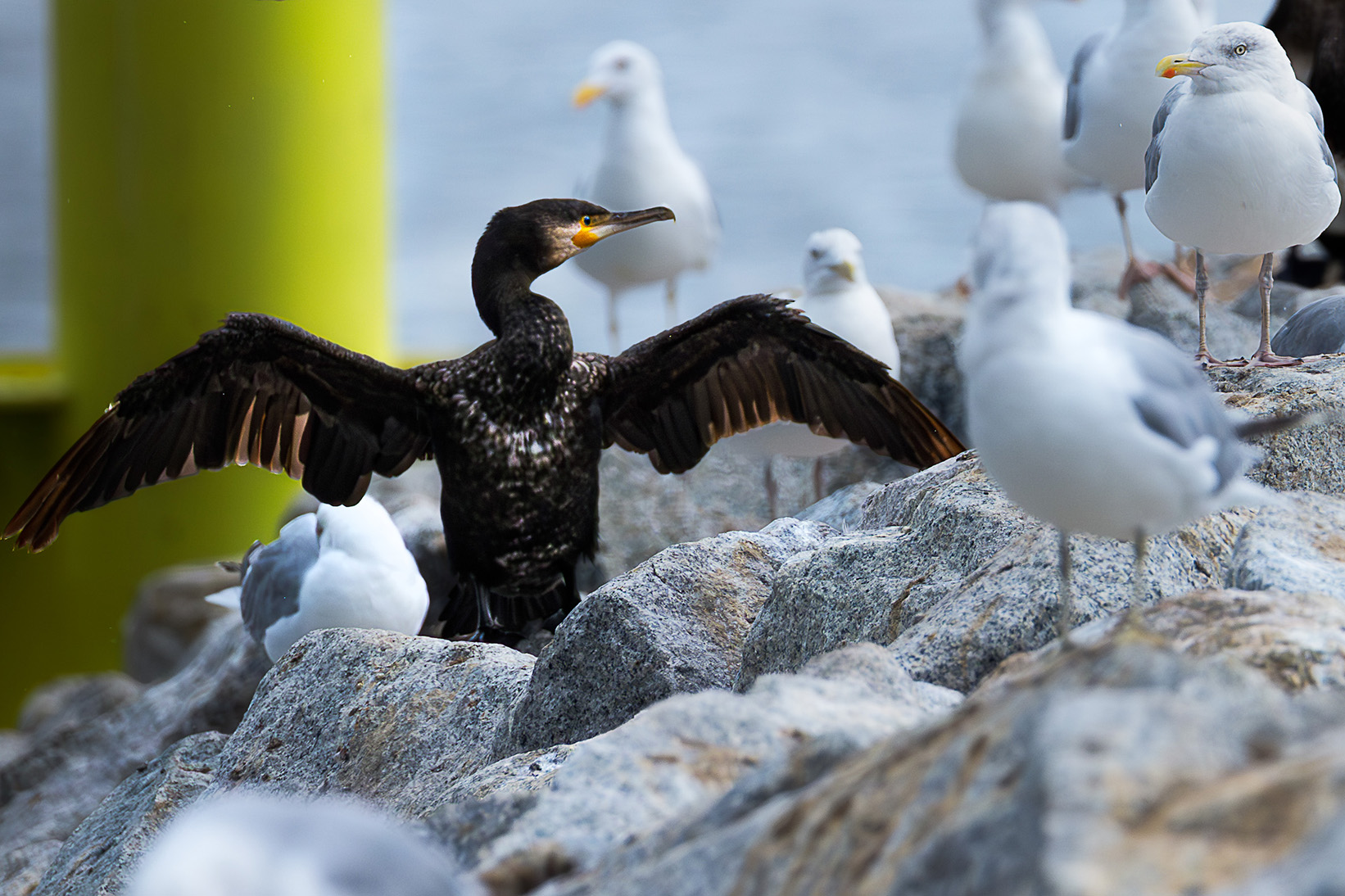 Kormoran suszący pióra