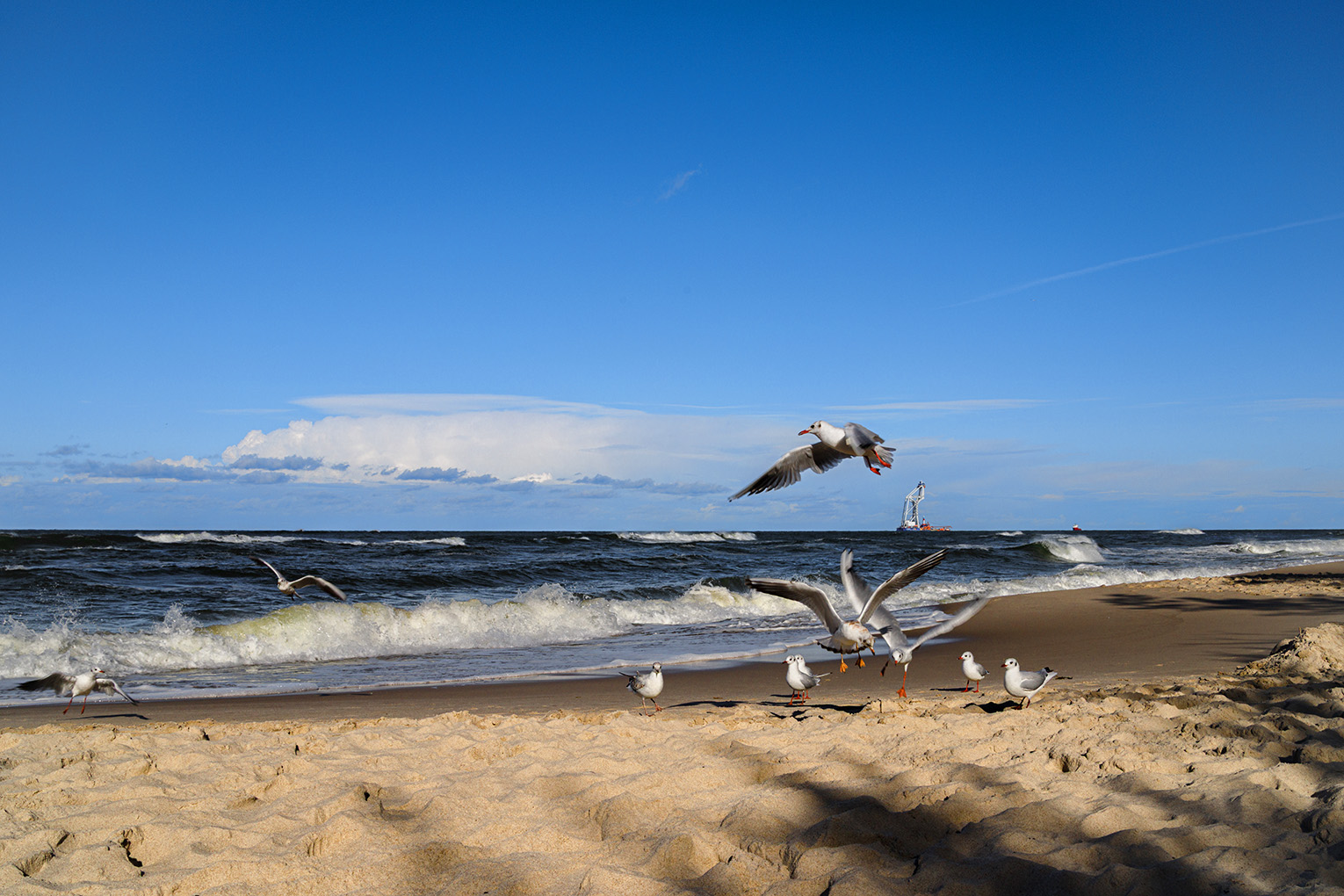 Bałtyk - plaża w chłapowie