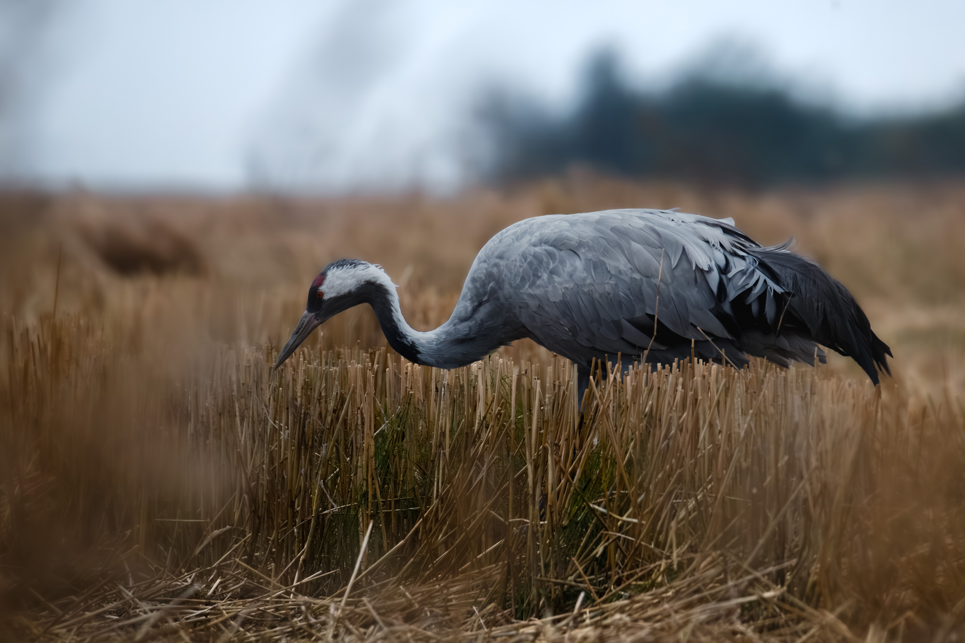 żuraw podczas szukania pokarmu
