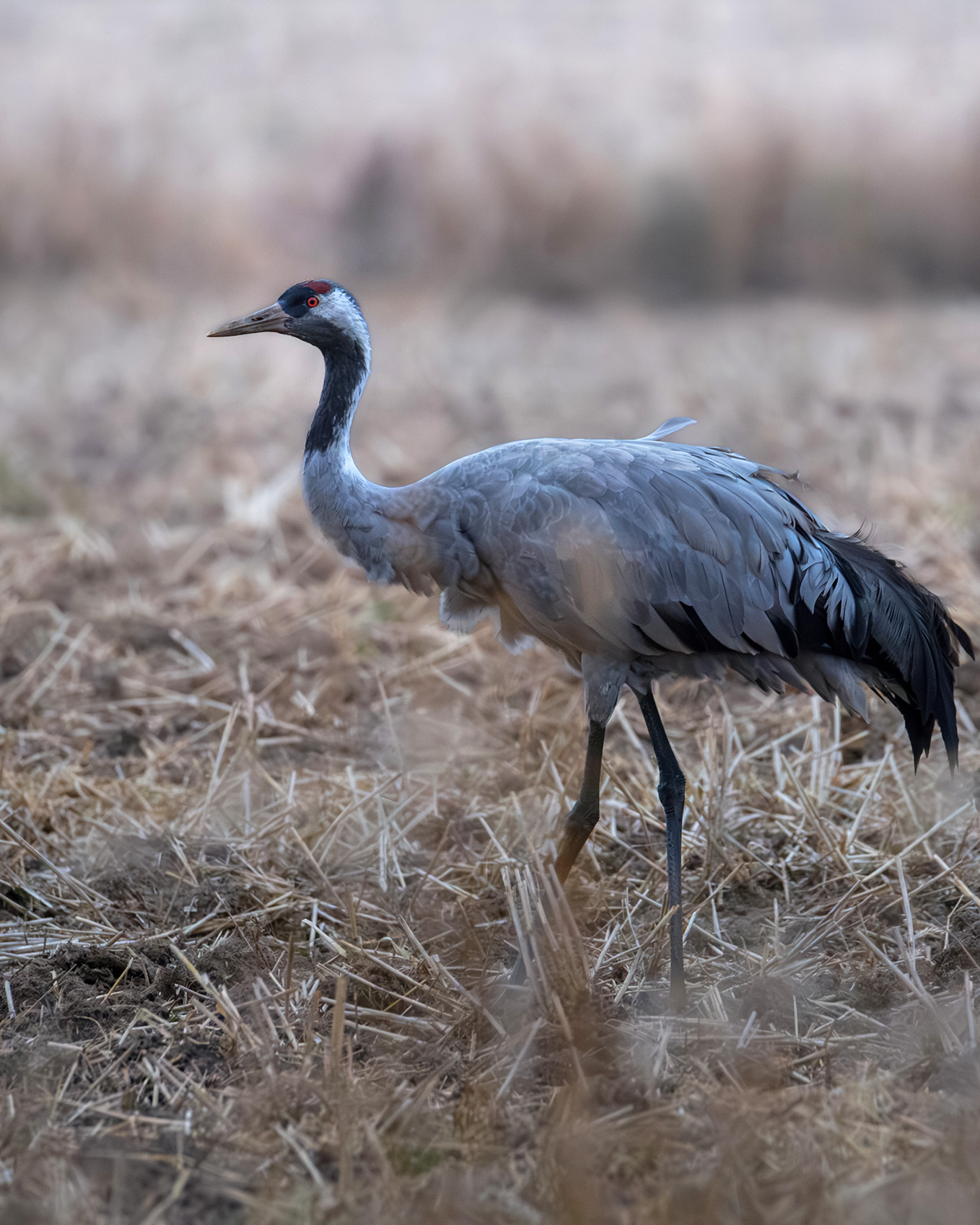 żuraw na polu w chłapowie