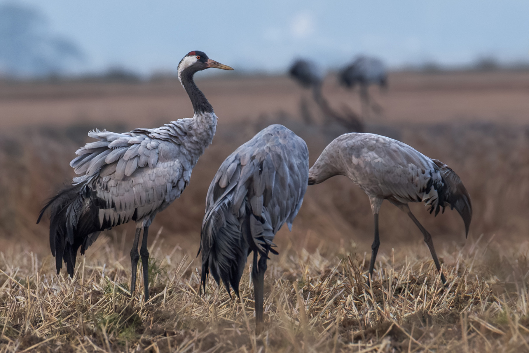 żuraw na polu w chłapowie
