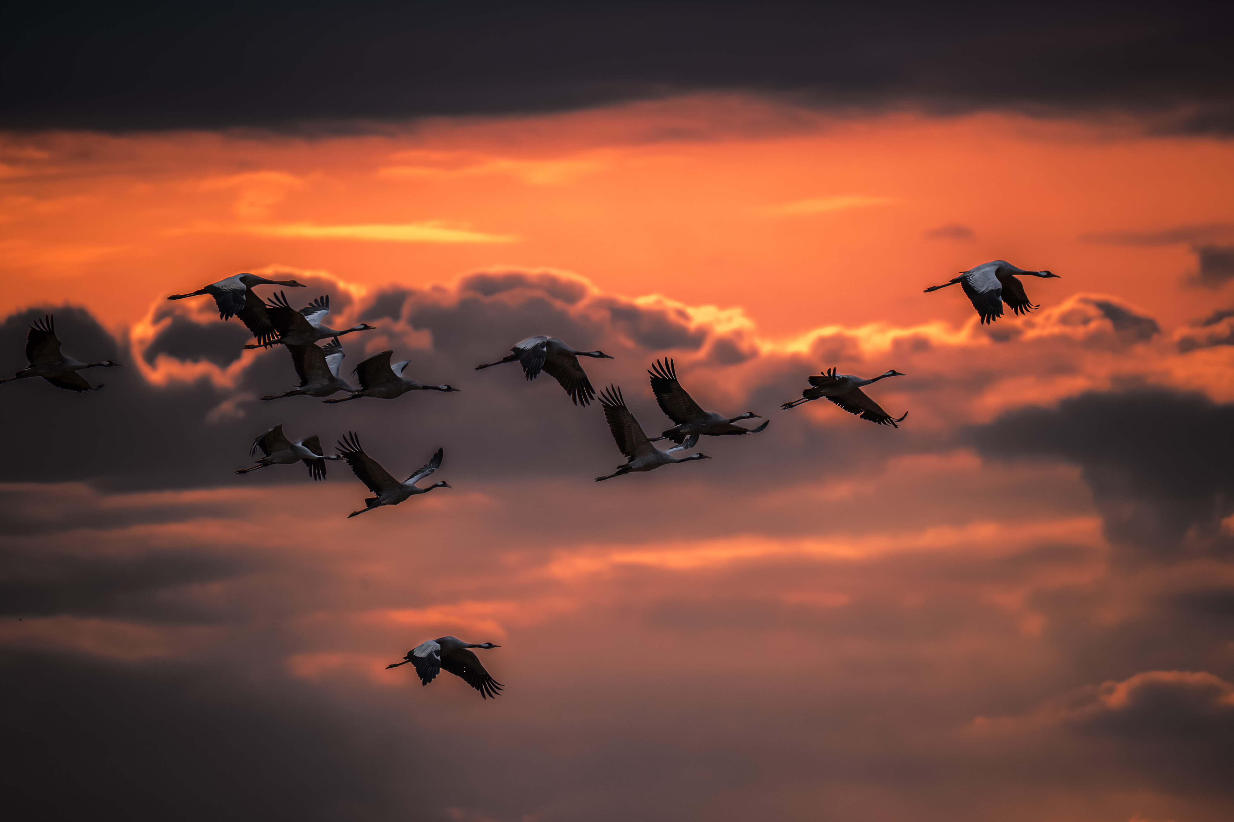 Odlot żurawi jesienią - zdjęcia przyrodnicze Wiesław Kość