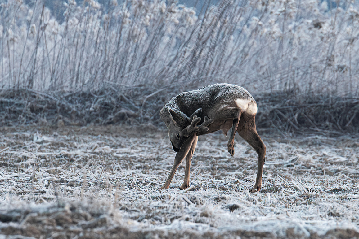 mroźny poranek i sarna