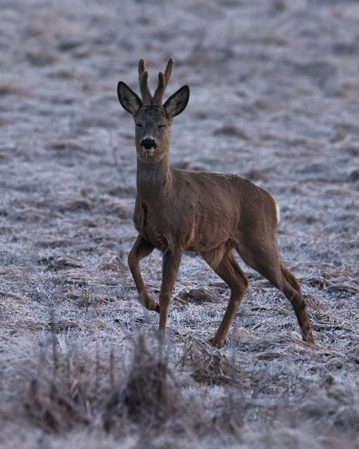 koziołek w mroźny poranek