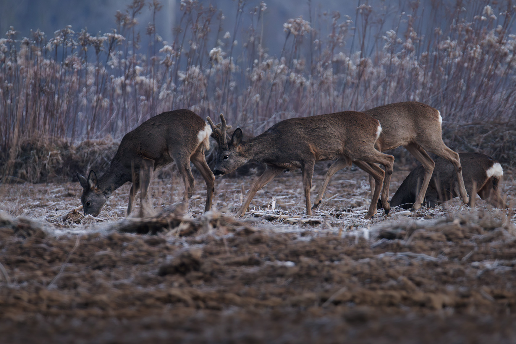 sarny w chłodny poranek